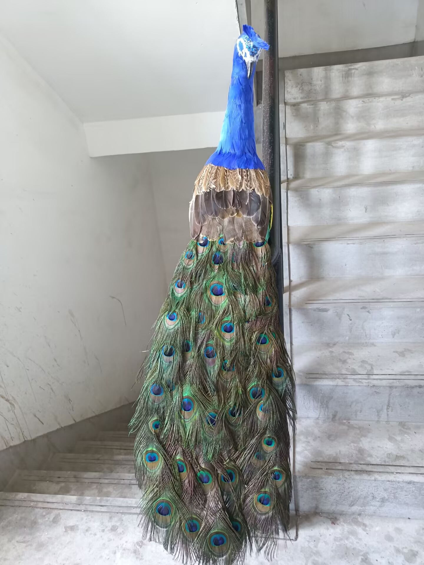 105cm 실물 크기 공작새 모형 시뮬레이션 화려한 폼 - Home Decor Design Ideas 리뷰 및 가격